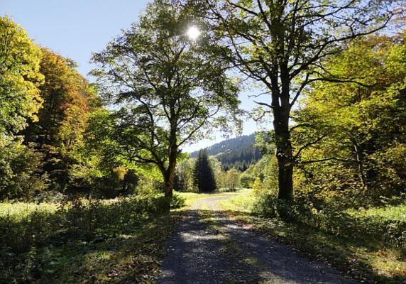 Familien-Hotel Am Traenkbachtal Frauenwald Exterior foto